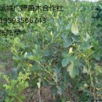 山楂苗出售、嫁接山楂苗低價(jià)優(yōu)惠供應(yīng)