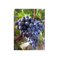 供應瑪瑟蘭酒葡萄苗 有荔枝、荔枝干