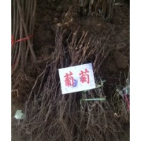 葡萄苗大葡萄苗大葡萄小苗葡萄苗價格