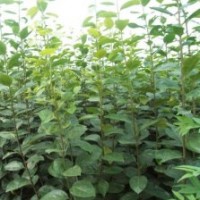 供應(yīng)梨樹苗、梨樹苗、梨樹苗