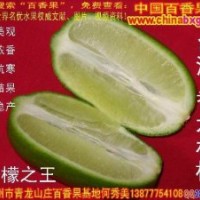 四季掛果的臺灣香水檸檬種苗供應