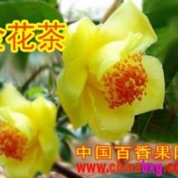 供應(yīng)茶花皇后--金花茶