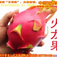 供應(yīng)臺(tái)灣特甜紅肉白肉火龍果種苗