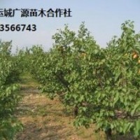 杏樹(shù)出售6、7、8公分杏樹(shù)、占地樹(shù)、優(yōu)惠價(jià)格