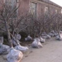 山西占地櫻桃樹、占地梨樹、占地棗樹
