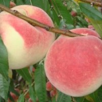 供應冬桃苗，楊梅苗，櫻桃苗，桂花苗，平安樹苗等