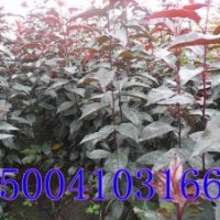 紫葉海棠苗-低價(jià)供應(yīng)紫葉海棠苗