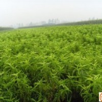 出售桃樹苗，梨樹苗，蘋果苗，棗樹苗，柿子苗等