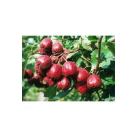 山楂果出售、價(jià)格優(yōu)惠、貨源充足山楂樹(shù)