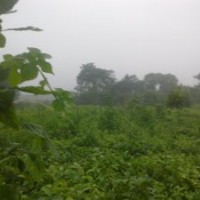 常年供應(yīng)核桃樹，棗樹，各種綠化樹苗