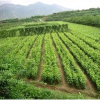 果樹(shù)苗，核桃苗