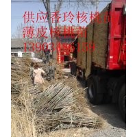 供應(yīng)便宜嫁接核桃苗 占地核桃苗價(jià)格