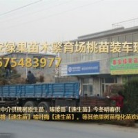 供桃苗【桃樹原生苗，嫁接苗】無中介讓您省中介費