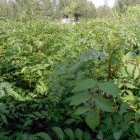 核桃苗，蘋果苗，山楂苗，花椒苗
