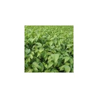 核桃苗，柿子苗，花椒苗，山楂苗