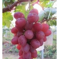 赤峰苗葡萄苗供應(yīng)商，通遼出售貝達(dá)苗