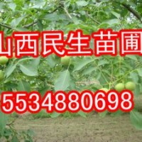 核桃苗、山西核桃苗、運城核桃苗、絳縣核桃苗