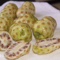 諾麗果小苗批發(fā)