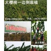 濟南章丘大櫻桃栽培基地供應大櫻桃苗