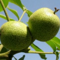 核桃苗、薄皮核桃苗、核桃樹苗、香玲核桃苗