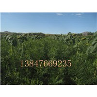 供應(yīng)文冠果苗，檸條苗，檉柳苗，占地用油松苗等