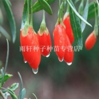 枸杞苗占地工程苗枸杞苗供應價格掛紅果像一個個小燈籠