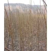 大量核桃苗供應