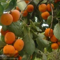 柿子苗：胎里紅、八月紅、大盤柿、日本甜柿、板柿、磨盤柿、牛心