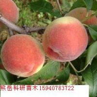 遼寧126桃苗