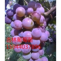 茉莉香葡萄、遼寧著色香葡萄苗、德惠蜜汁葡萄、