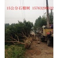 供應(yīng)8.9.10.12公分石榴樹