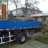 占地桃樹