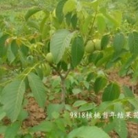 核桃苗