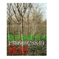 桃樹，桃樹小苗