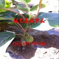 批發(fā)果樹苗盆栽紅心獼猴桃苗