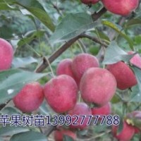 陜西蘋果苗/甘肅蘋果苗/寧夏蘋果苗