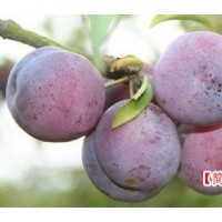 脆紅李子苗價格，李子苗品種，李子苗基地到簡陽海天苗圃