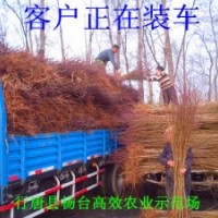 毛桃苗多少錢
