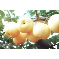 梨樹苗價(jià)格，梨樹苗供應(yīng)，梨樹苗品種