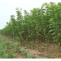 櫻桃樹低價出售、3公分櫻桃樹大量低價供應(yīng)
