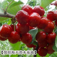 4、車?yán)遄用缗l(fā),出售進(jìn)口車?yán)遄用?求購(gòu)車?yán)遄用绲胶Ｌ?/></a>
<div><a href=
