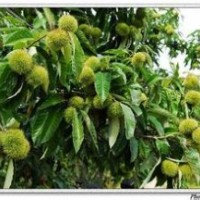 以誠(chéng)板栗苗-優(yōu)質(zhì)板栗苗-嫁接板栗苗