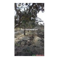 山楂樹(shù)產(chǎn)地，哪里有2-25公分的山楂樹(shù)，山楂樹(shù)的價(jià)格，供大金星山