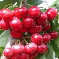 紅燈櫻桃苗