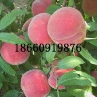 供應(yīng)桃樹(shù)苗、黃桃苗、春雪桃苗
