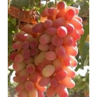 紅乳葡萄苗，夏黑葡萄苗，黑巴拉多葡萄苗，陽(yáng)光玫瑰葡萄苗