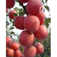 蘋(píng)果苗基地，供富士王蘋(píng)果苗，神富一號(hào)蘋(píng)果苗。