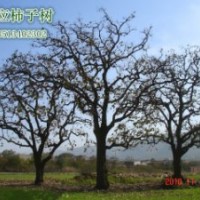 大量供應各種規(guī)格柿子樹，服務周到