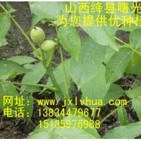 優(yōu)質(zhì)“清香”核桃苗 欲購(gòu)從速