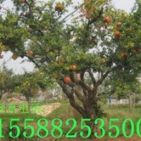 供應(yīng)石榴樹